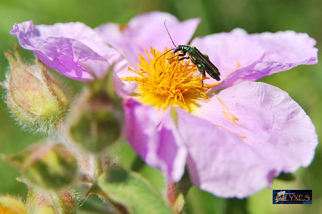 oedemera nobilis maschio su cisto.JPG